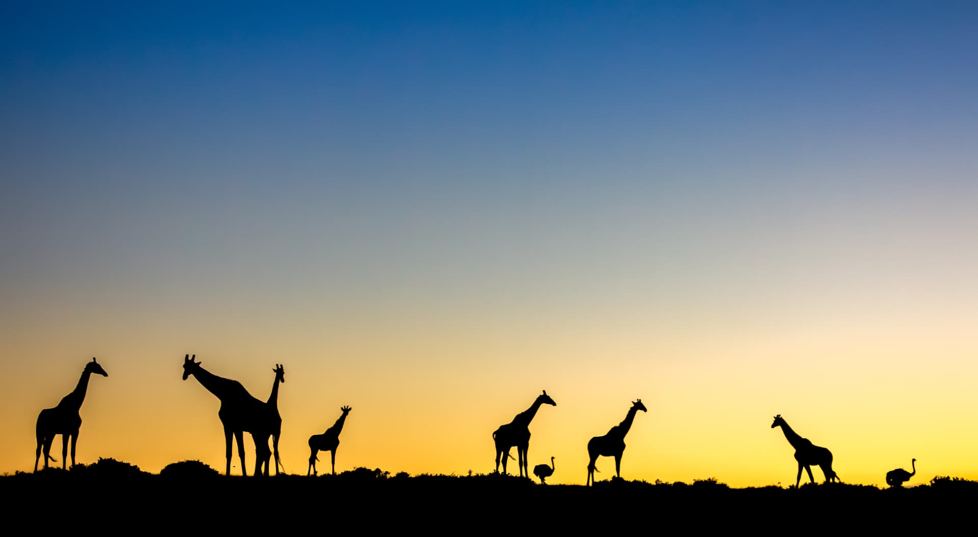 Giraffe and ostrich silhouetted against a low sun on the skyline