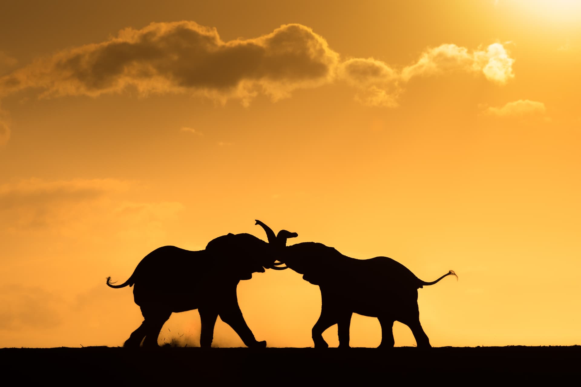 Two elephants silhouetted against a golden safari sunset