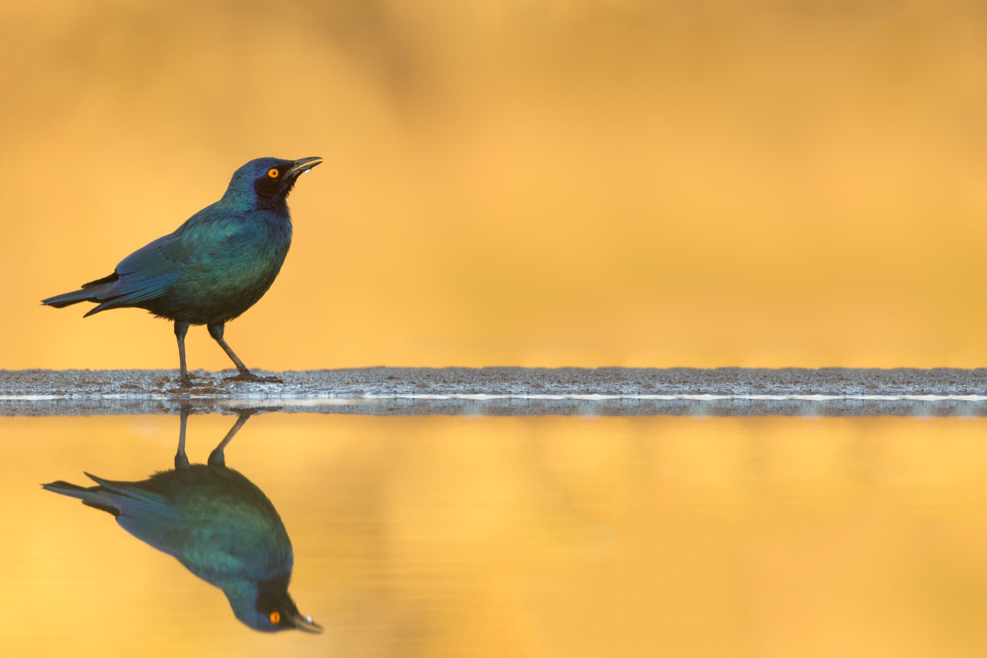 A glossy starling reflected in still water against a golden background