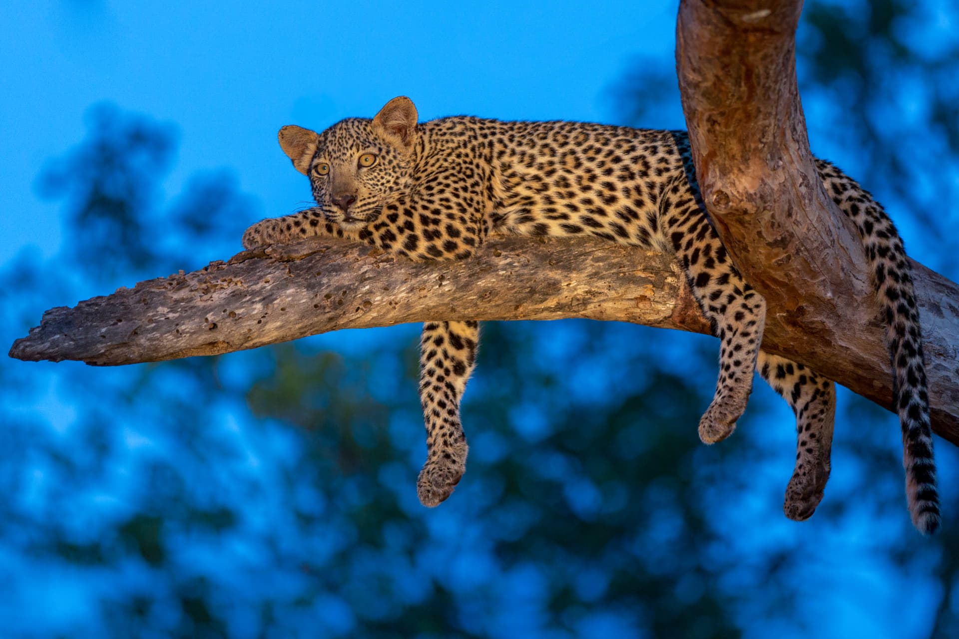 A leopard draped over a marula branch in the blue light of dusk