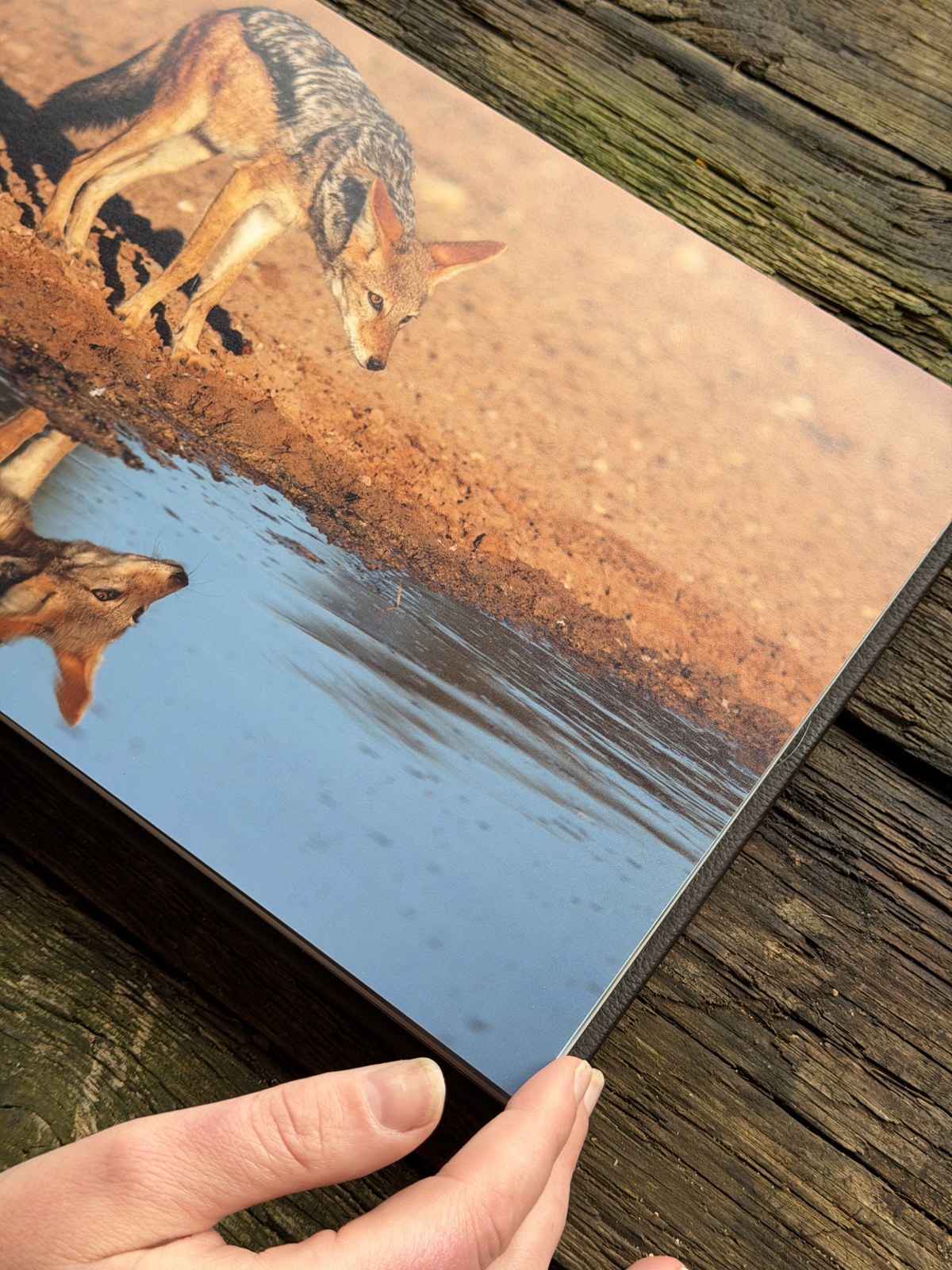 Double-page album spread of jackals at a waterhole at sunrise