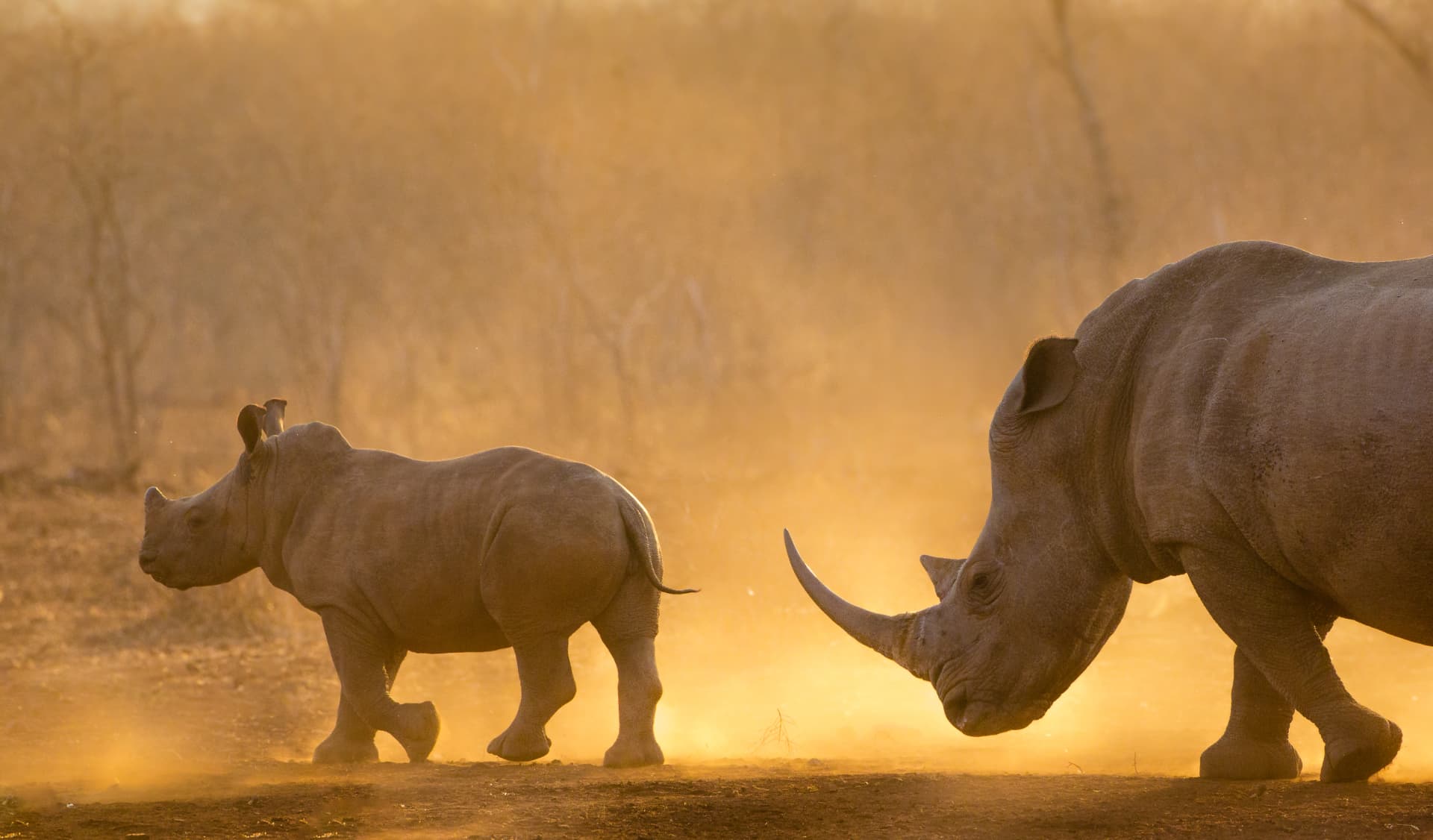 An adult rhinoceros and calf walking through golden dust