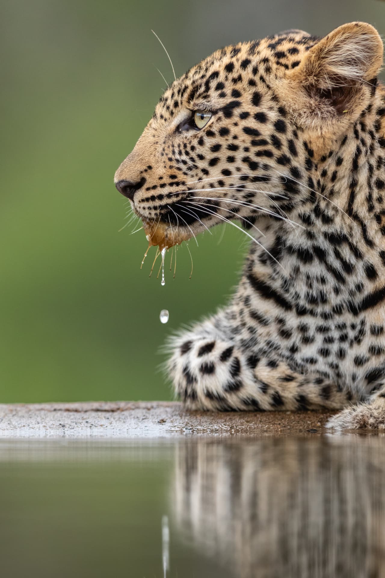 Leopard drinking at a waterhole with a drop falling from its mouth