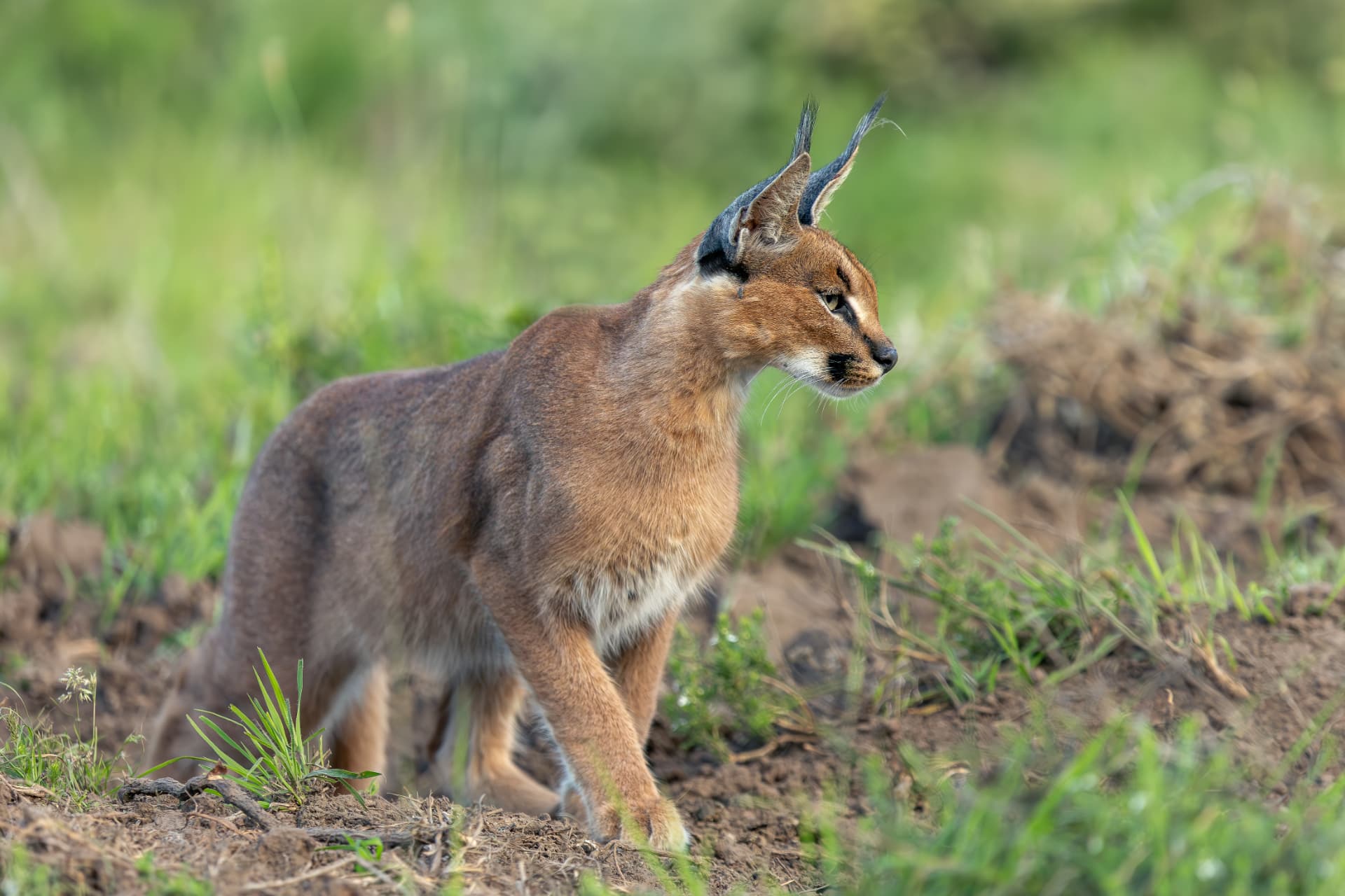 Caracal moving through dry grass at dusk