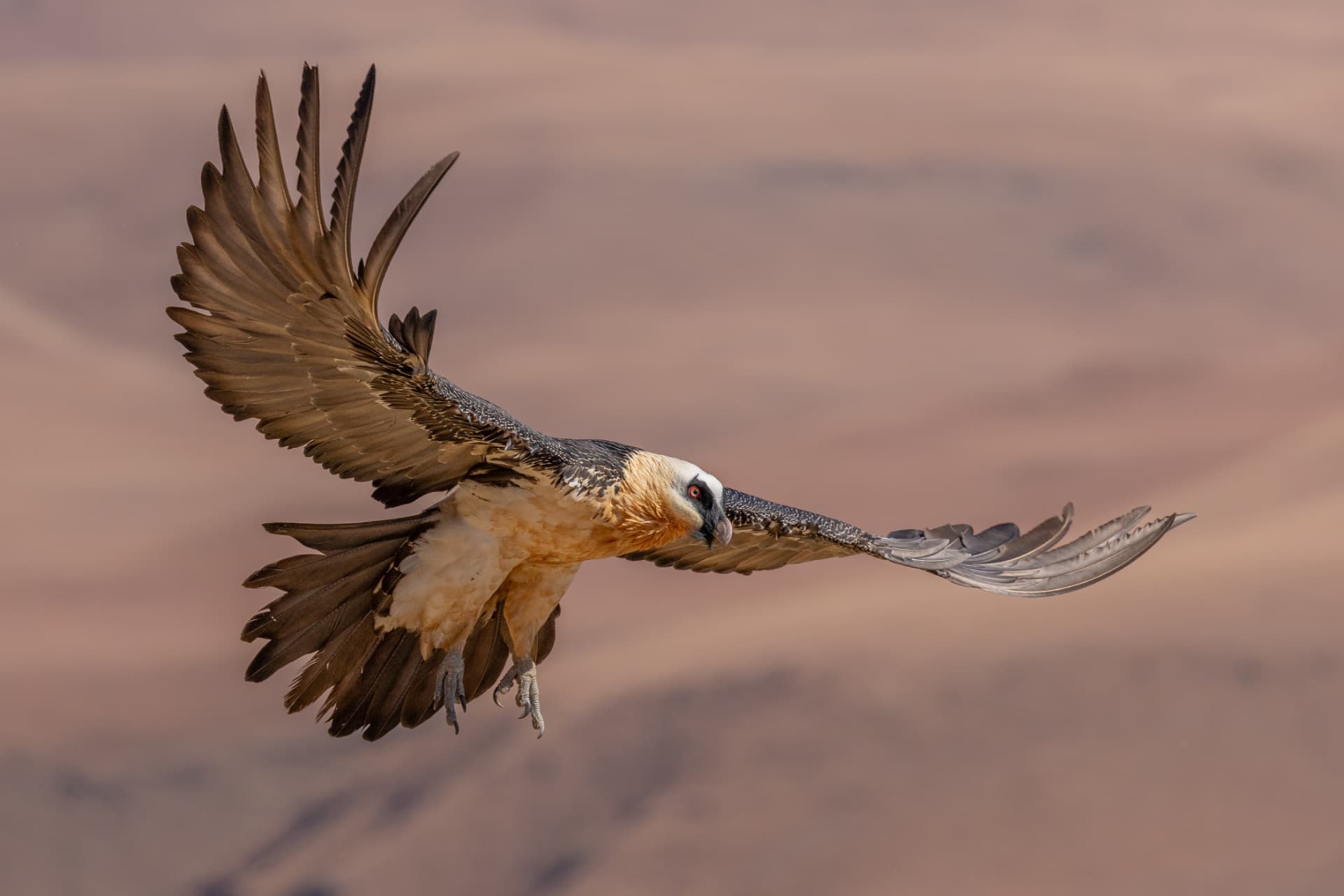 A bearded vulture gliding with wings spread over soft pink mountains