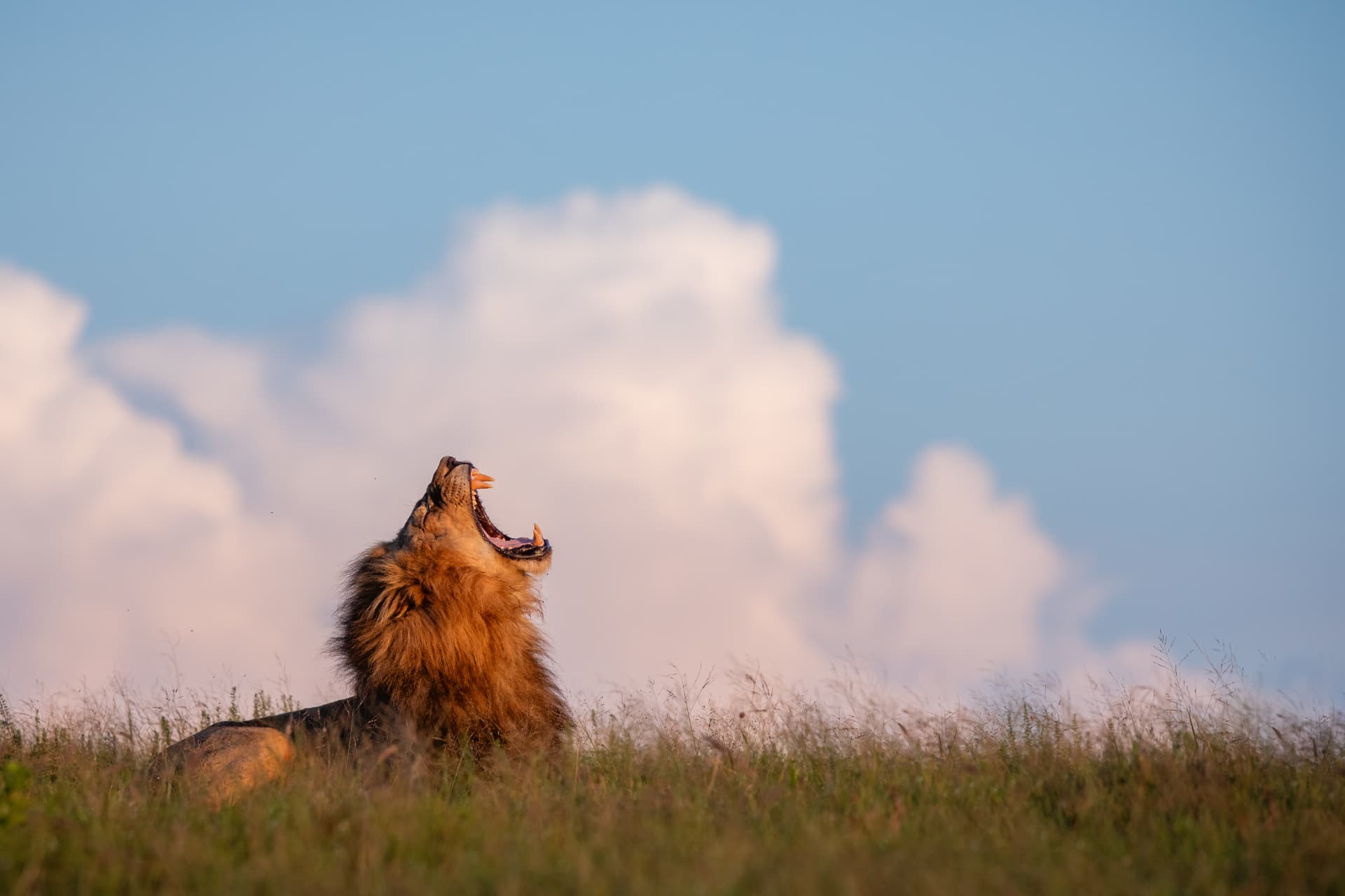 Male lion roaring from a grassy rise beneath a wide blue sky