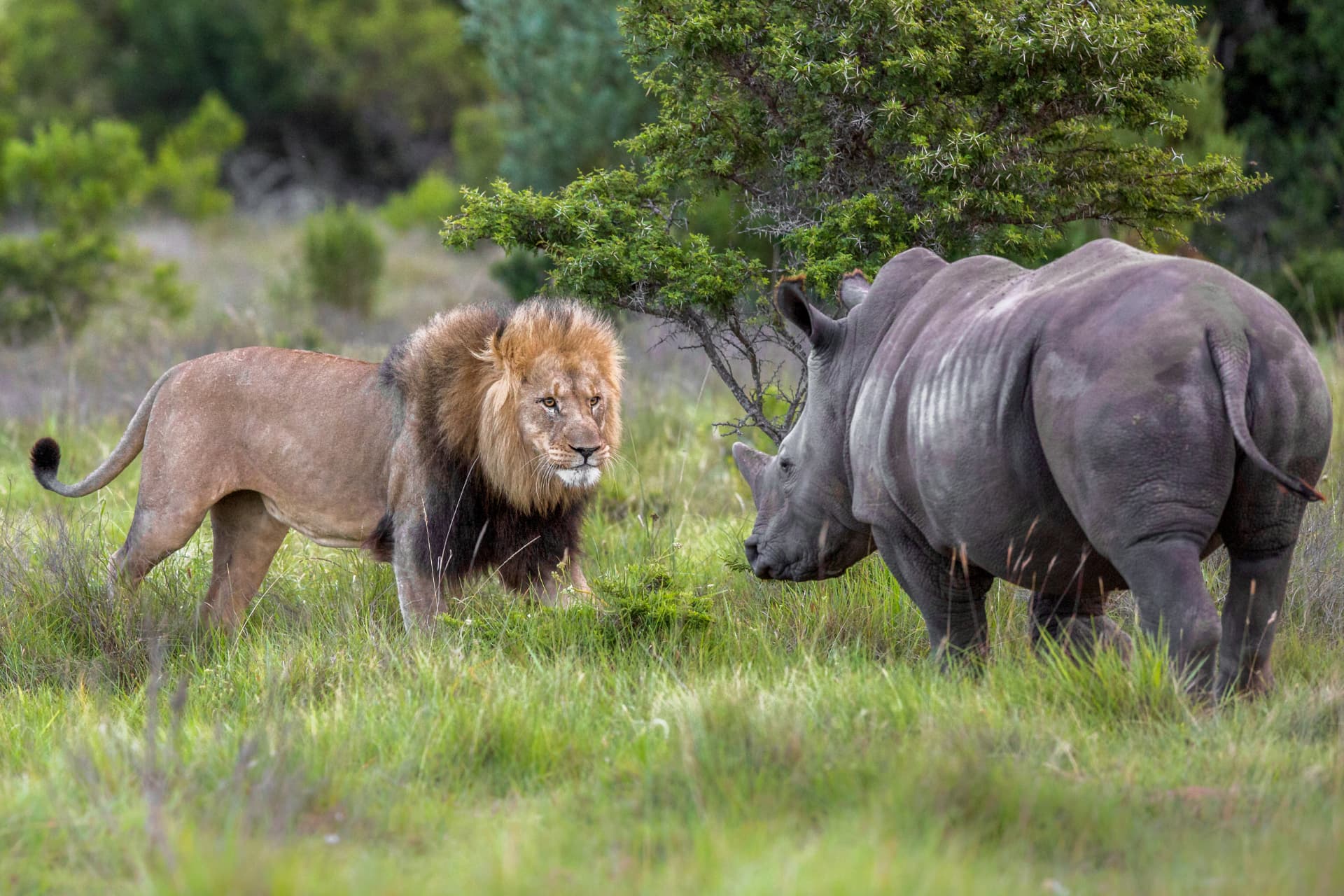 A male lion and a white rhinoceros meeting face to face in long grass