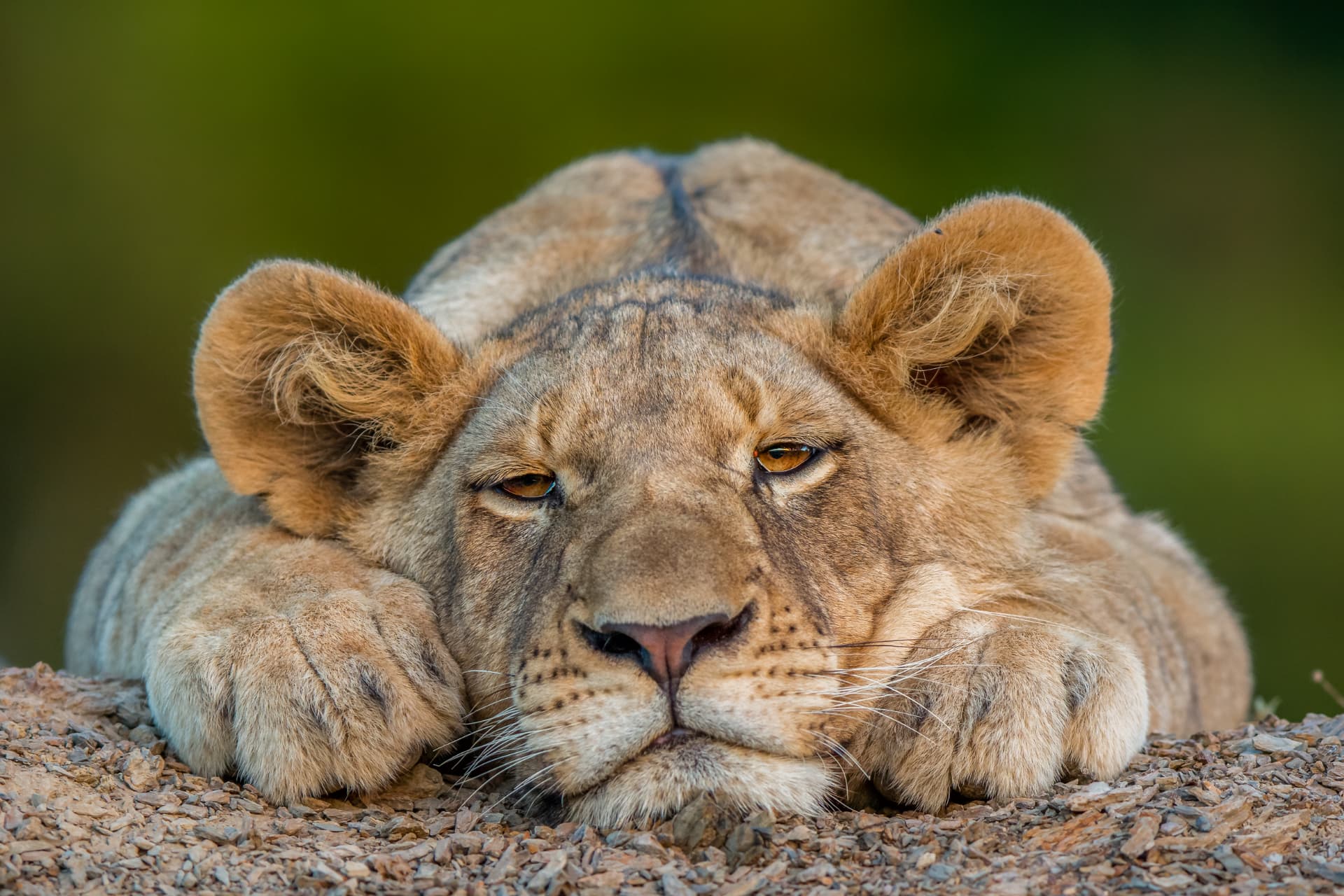 Lioness resting her head between her paws