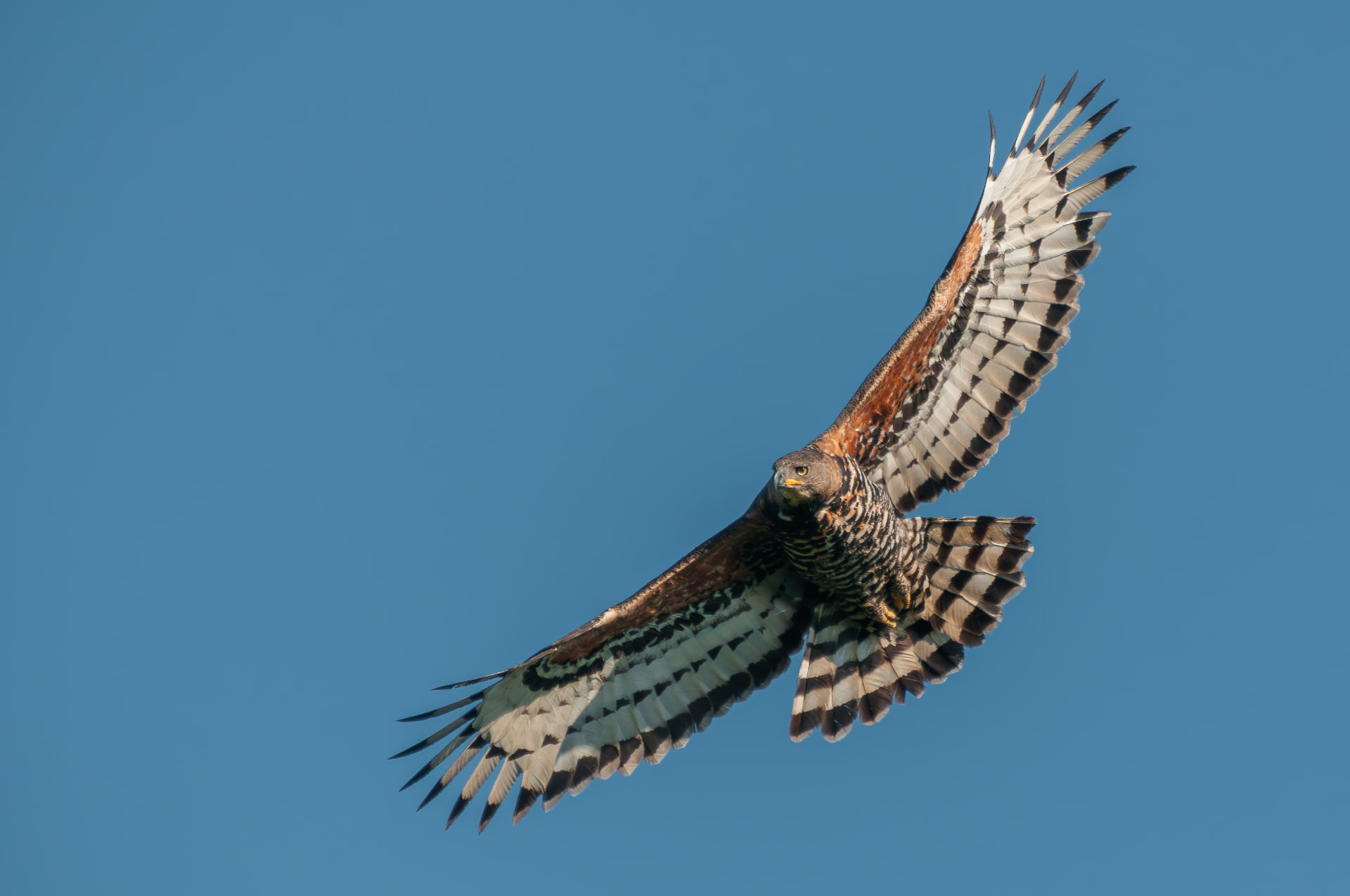 Martial eagle banking in flight against a clear blue sky